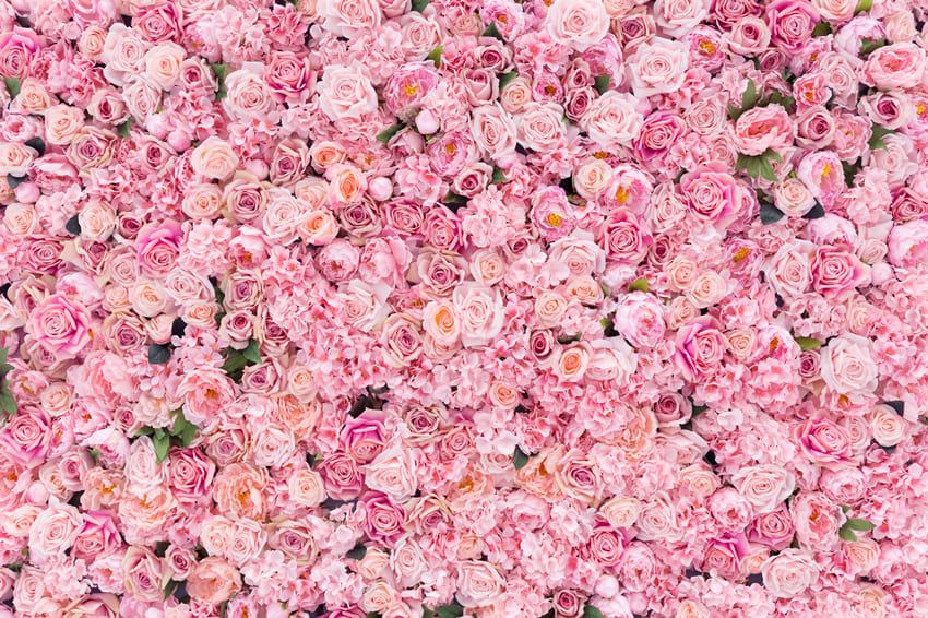 Rosa Rosen Blumen Wand Fotografie Hintergrund M-62