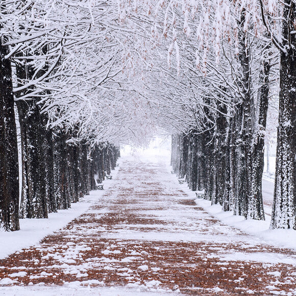 Winterliche Verschneite Bäume Wanderweg Hintergrund M10-08