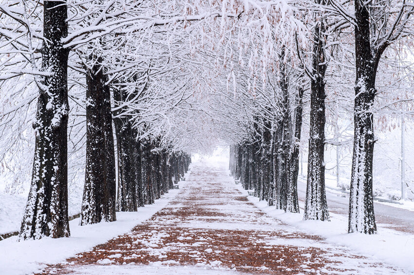 Winterliche Verschneite Bäume Wanderweg Hintergrund M10-08