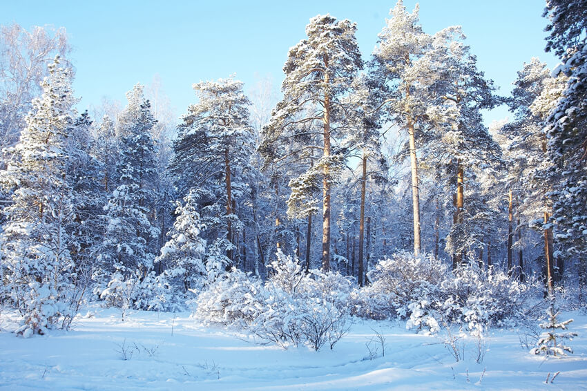 Winter Kiefer Wald Schnee Wunderland Hintergrund M10-73