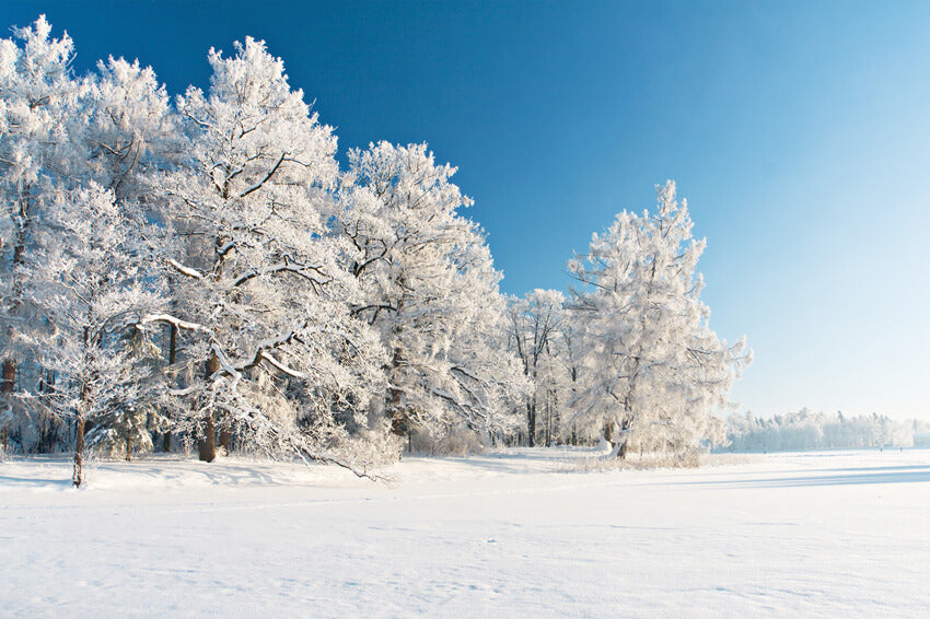 Schneebedeckter Winterwald Foto Hintergrund M10-74