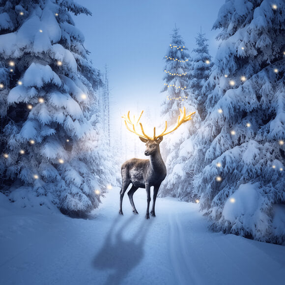 Winter Nacht verschneiten Wald Hirsche Hintergrund M11-15