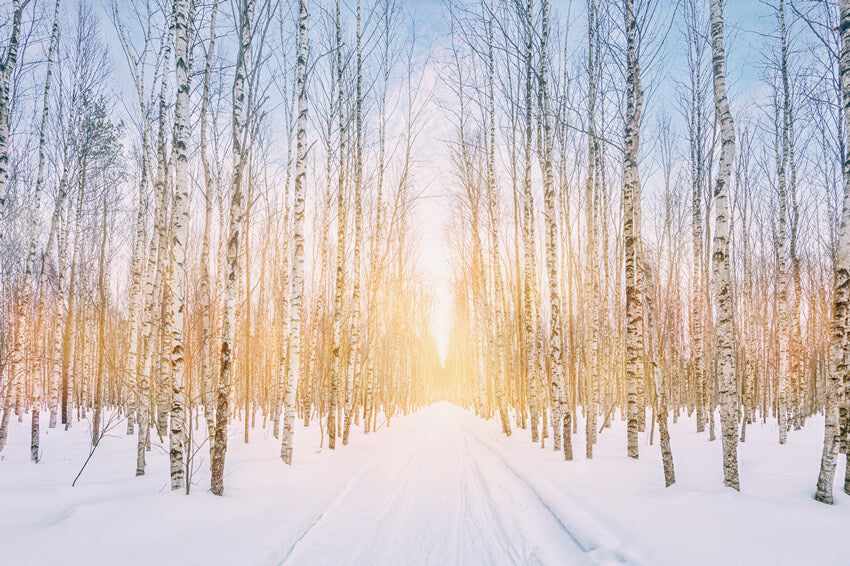 Winter verschneiter Wald Park Sonnenschein Hintergrund M11-47