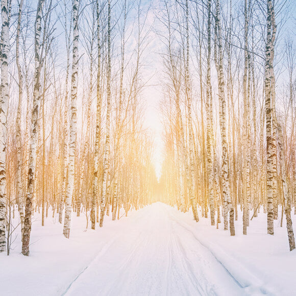 Winter verschneiter Wald Park Sonnenschein Hintergrund M11-47