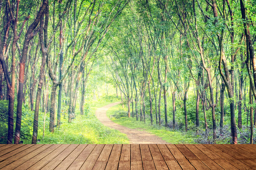 Bezaubernder Waldweg Bäume Holzboden Hintergrund M5-161