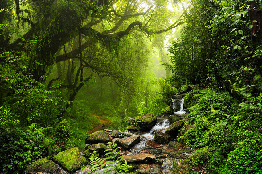 Dschungel Waldlandschaft Fotoautomaten Hintergrund M6-121