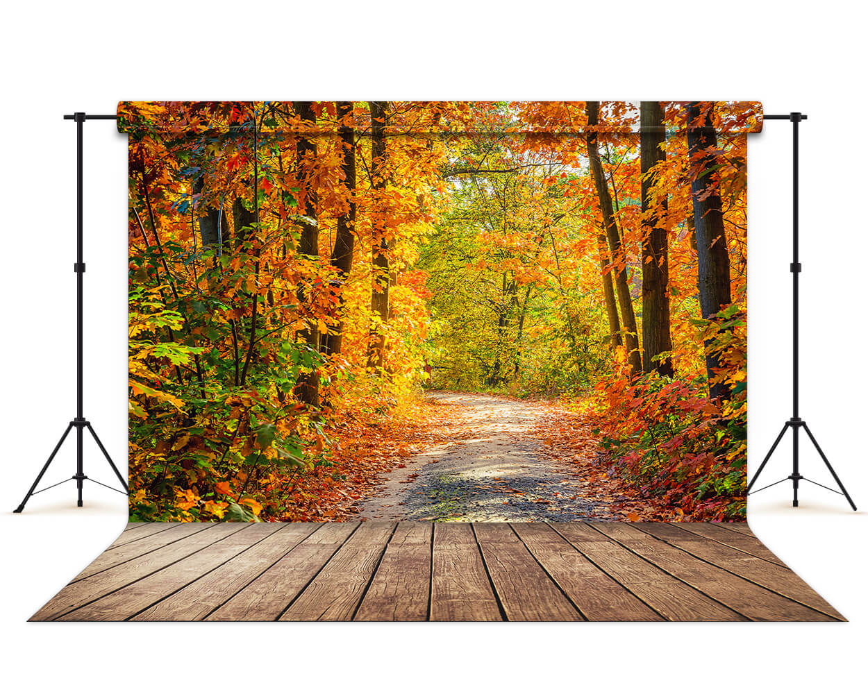 Wunderschöner Herbstwaldweg mit Ahornbäumen im Hintergrund M6-99