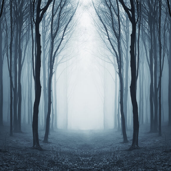 Mysteriöser nebliger Wald Halloween-Hintergrund M9-56