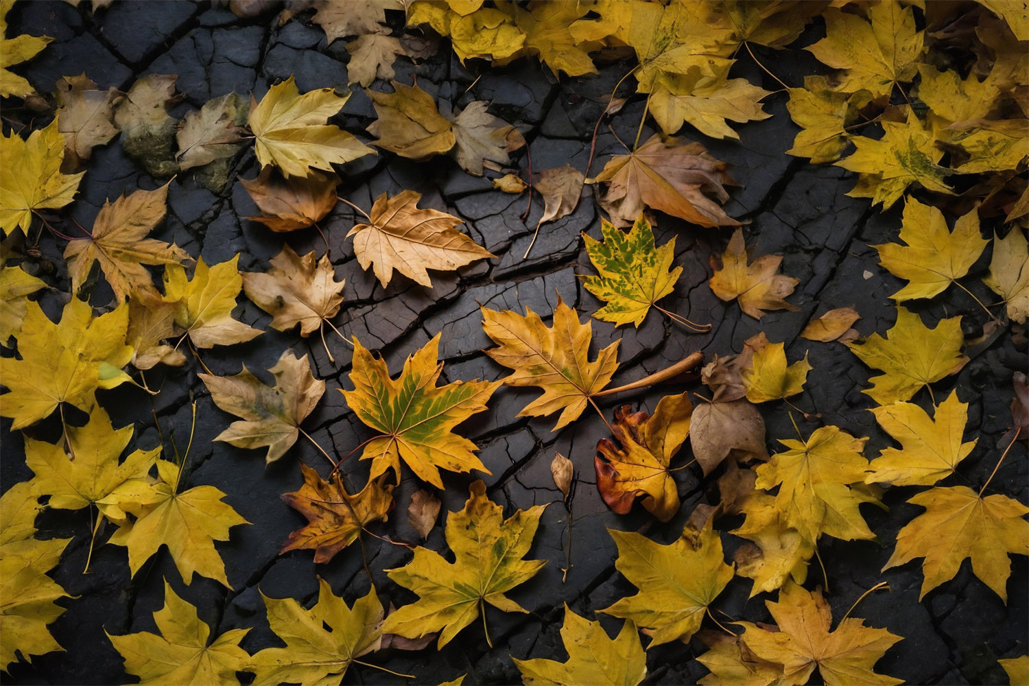 Autumn Leaves On Dark Land Bodenhintergrund RR7-524