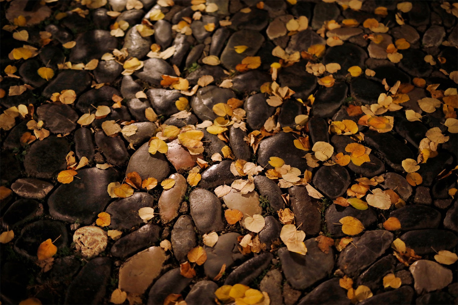 Dim Drop Leaves Pebble Floor Backdrop RR7-527