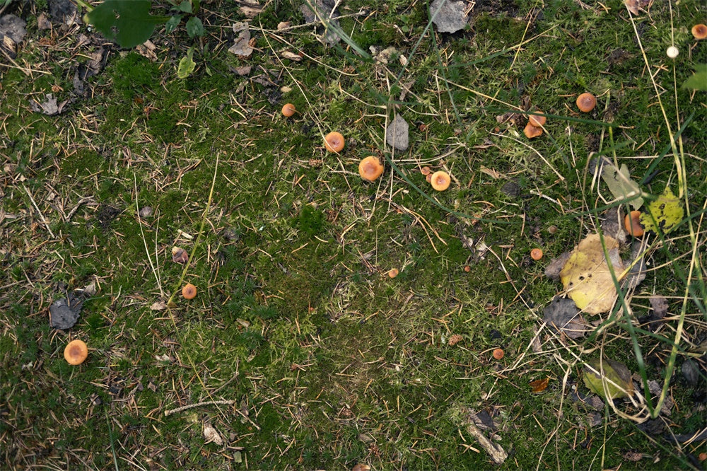 Grasland Gefallene Blätter Pilz Bodenhintergrund RR8-584