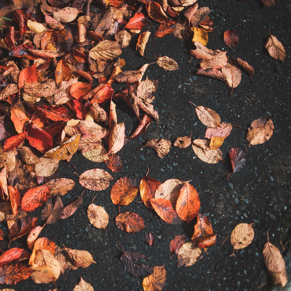 Fotografie Boden Backdrops Rustic Leaf Floor Backdrop TWW57-13