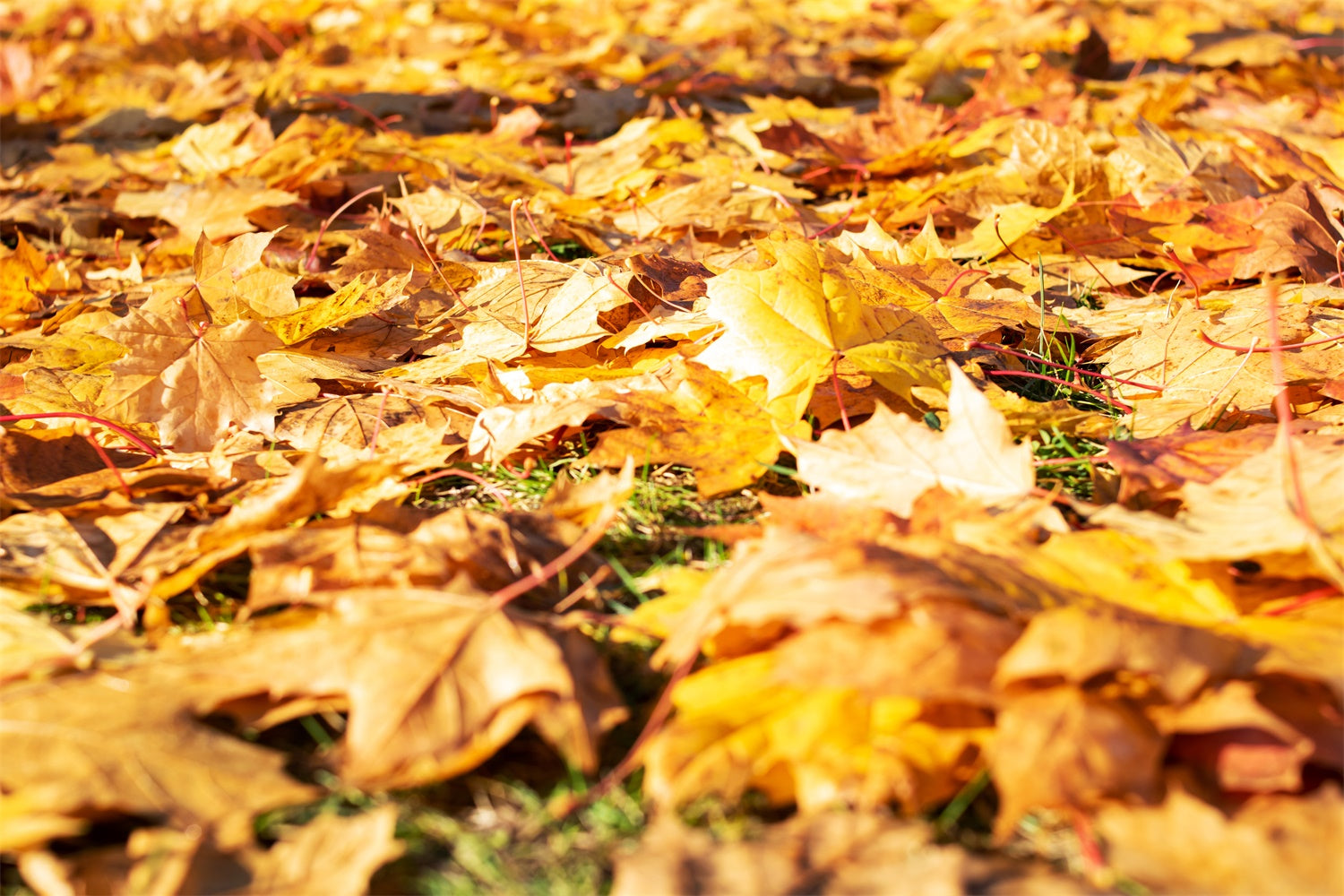 Fotografie Boden Backdrop Helle Blätter Boden Backdrop TWW57-18