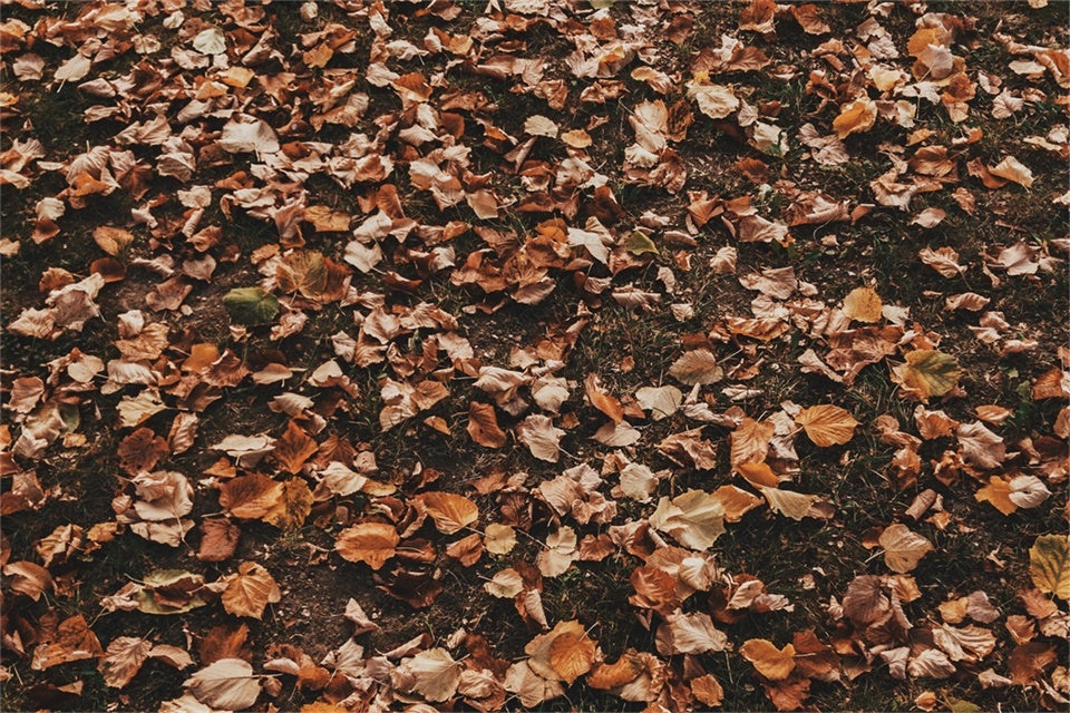 Backdrops Und Böden Woodland Dry Leaf Floor Backdrop TWW57-19