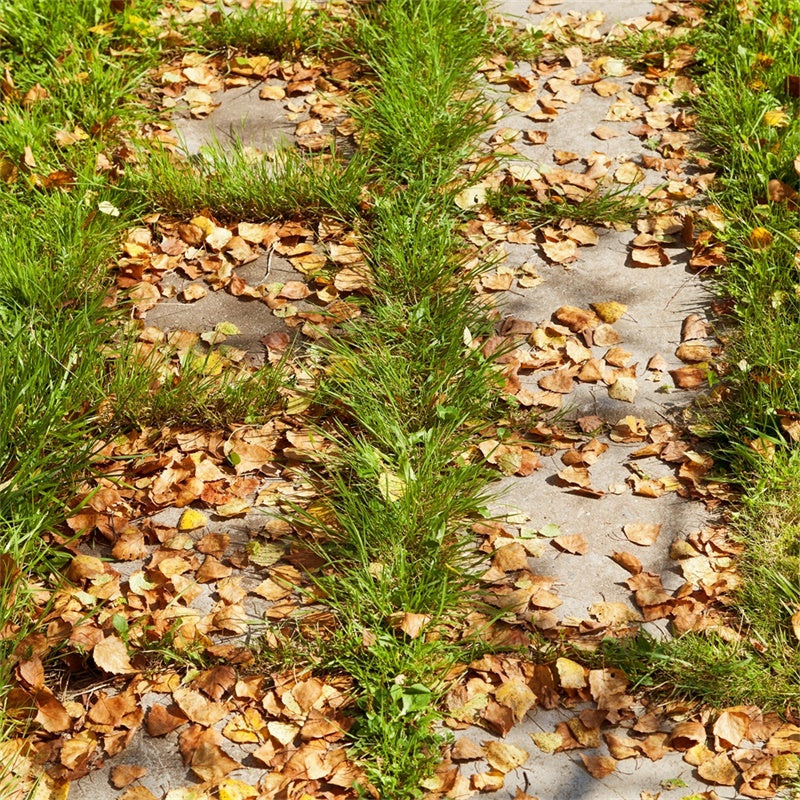 Fotokulisse Boden Herbstblatt Pfad Bodenkulisse TWW57-25