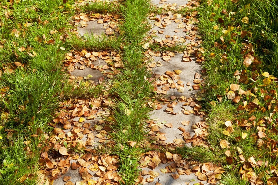 Fotokulisse Boden Herbstblatt Pfad Bodenkulisse TWW57-25