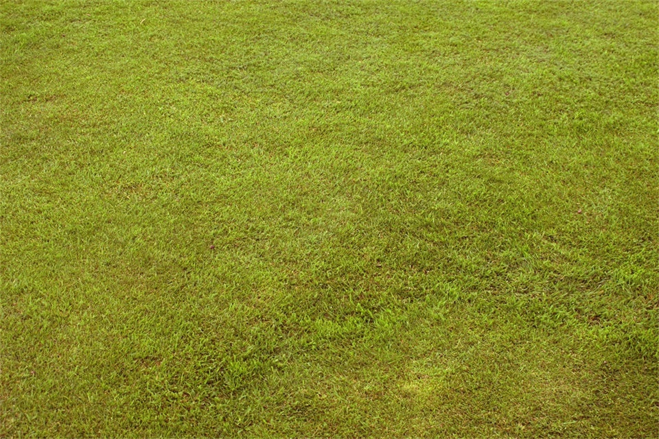 Fotokulisse Boden Pastellgrünes Gras Bodenkulisse TWW57-3