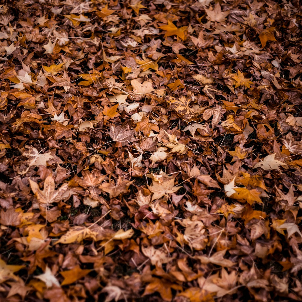 Fotografie Boden Backdrop Herbstblätter Boden Backdrop TWW57-9