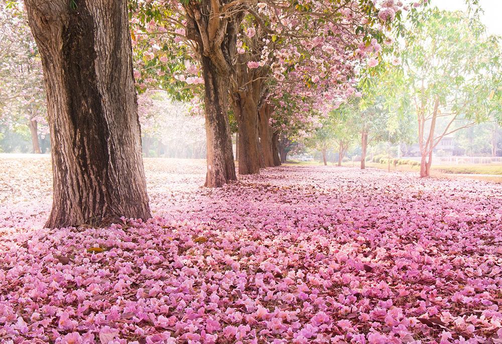 Rosa Blumen-Straßenhintergründe für Ereignis-Fotografie HJ04111