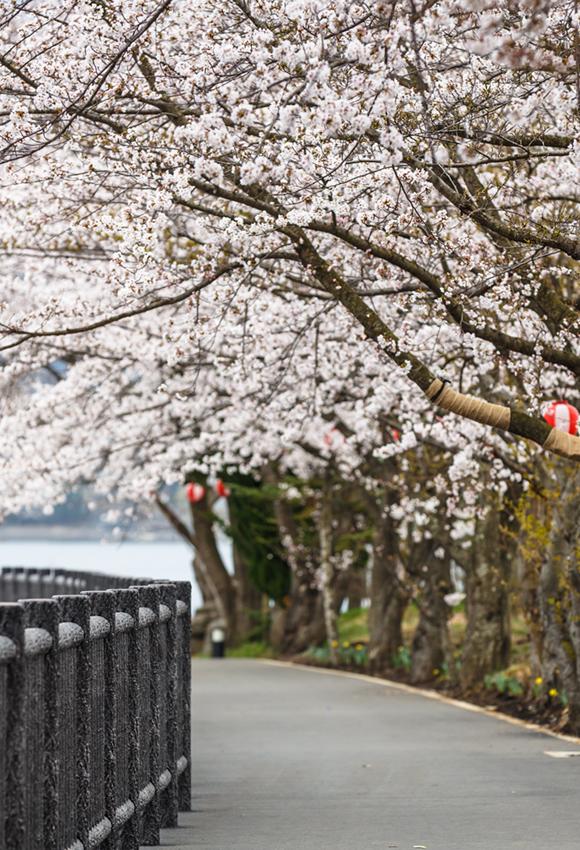 Cherry Blossom Path Spring Backdrops for Photo Shoot J05487