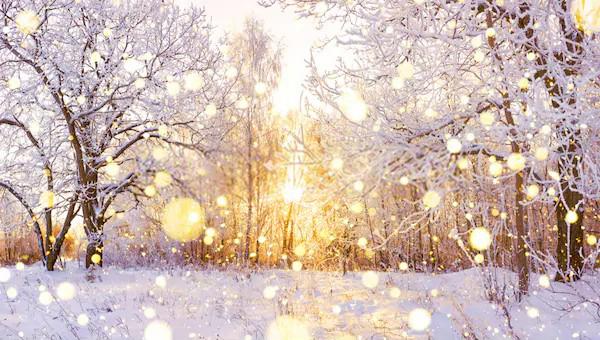 Beautiful Snowy Winter Landscape Forest Bokeh Backdrop