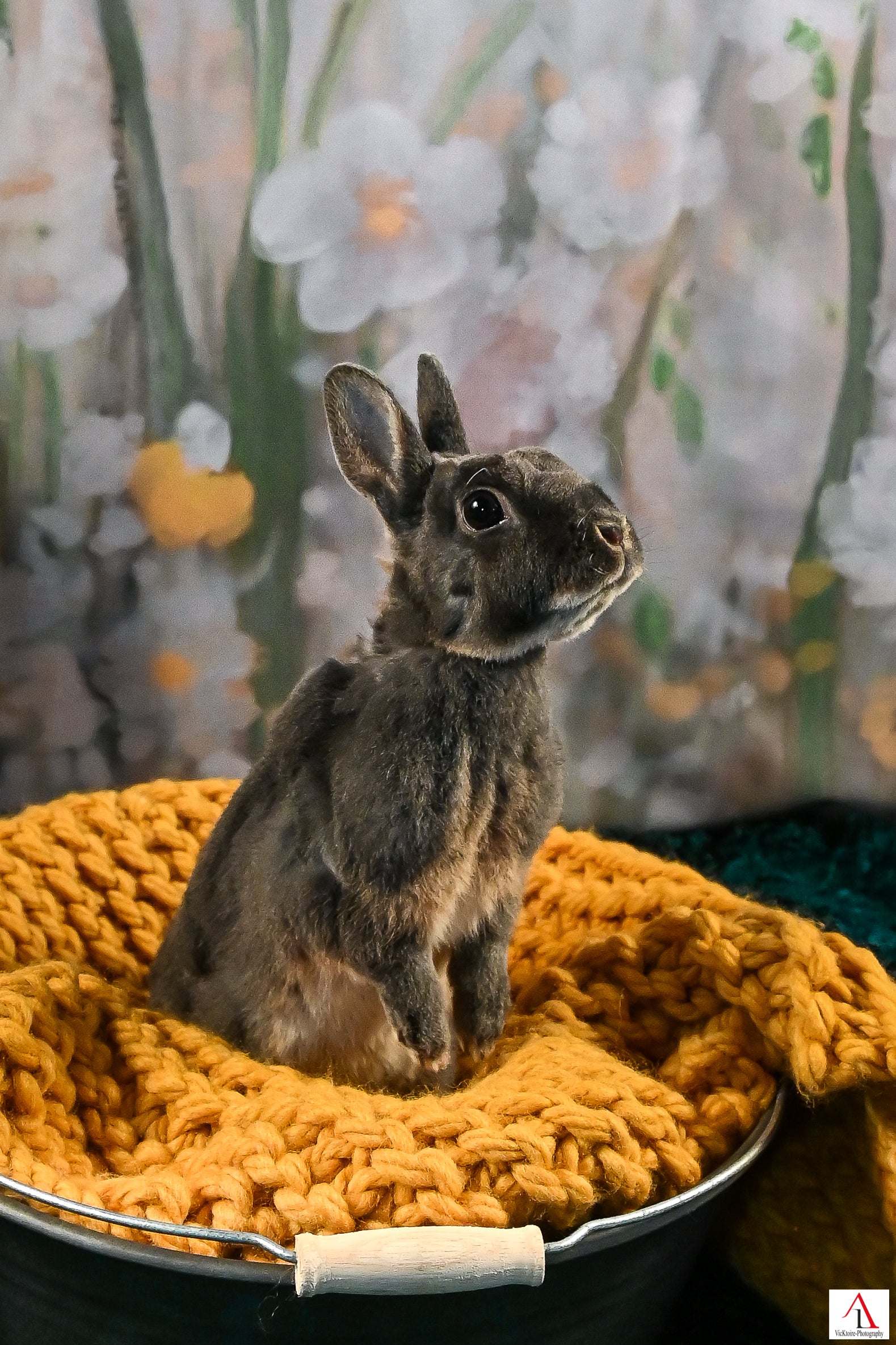 Gänseblümchen Ölgemälde Hintergrund Eleganter Blumen Hintergrund für Fotografie ZH-279