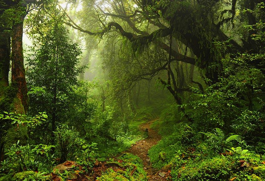 Forest Big Tree Green Backdrop for Photo Booths LV-830